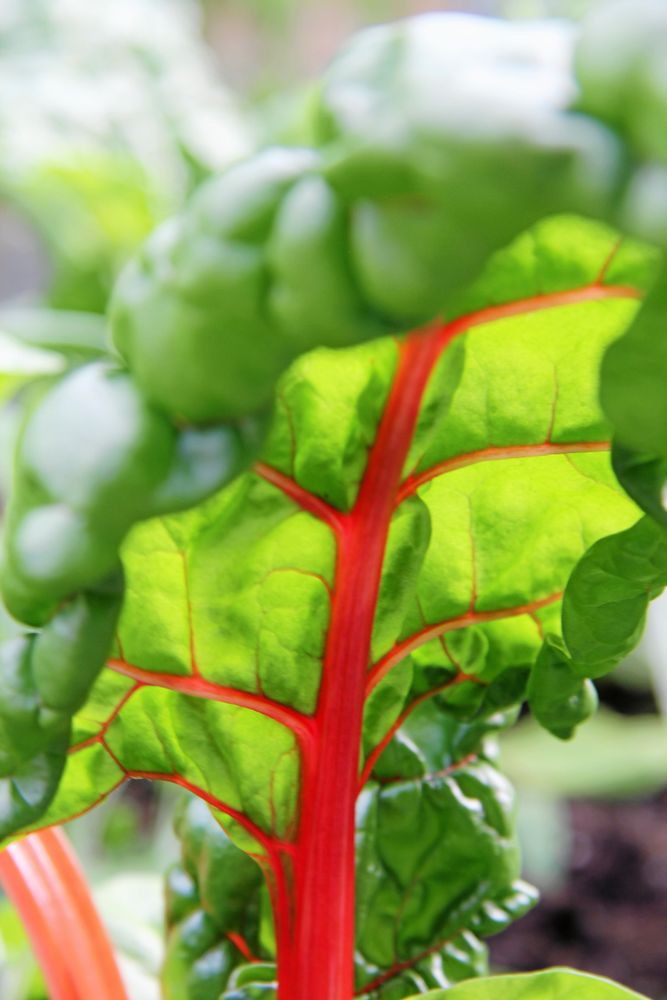 Mangold håller sig fint i frysen om den förvälls först.