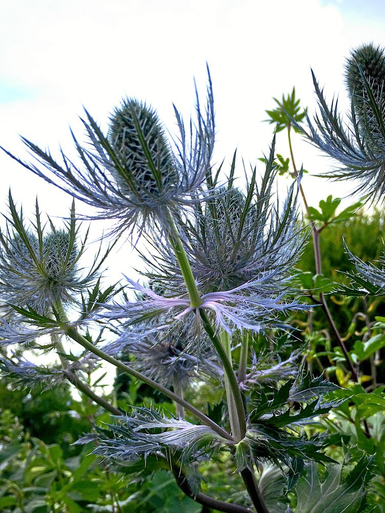 Martorn ger struktur i Märta Eklunds trädgård i Nymyran.