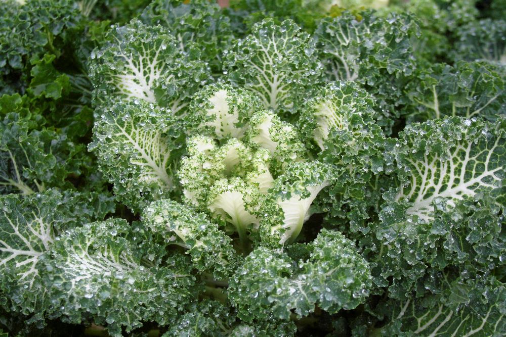En annorlunda grönkål med grönvita blad.