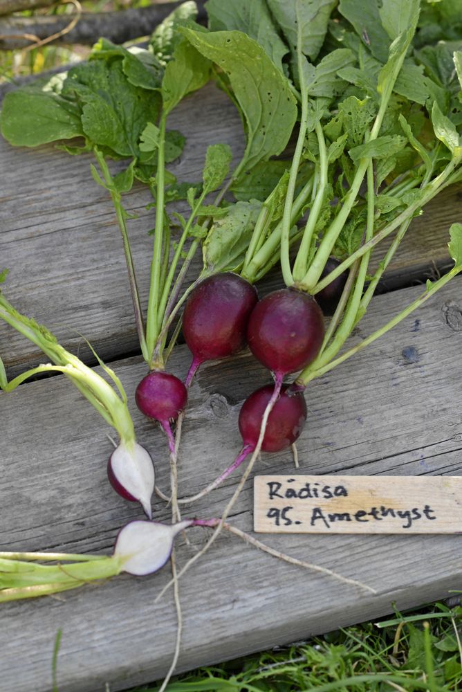 Mörklila rädisor med krispigt, isvitt kött.