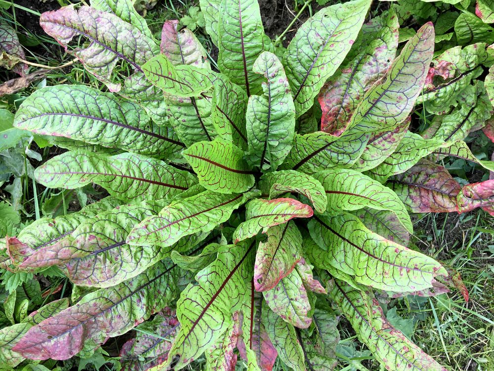 Rödsyrans vackra blad piffar upp salladen.