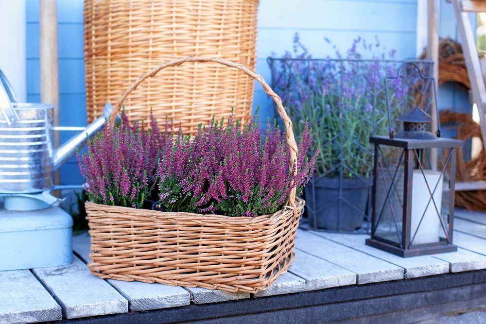 En klassisk ljung, Calluna vulgaris, kan få ett nytt liv i rabatten.