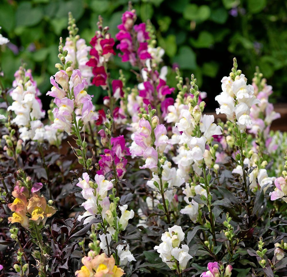 Glöm inte bort lejongapen. 'Twilight Mix' har spännande blad och stjälkar.