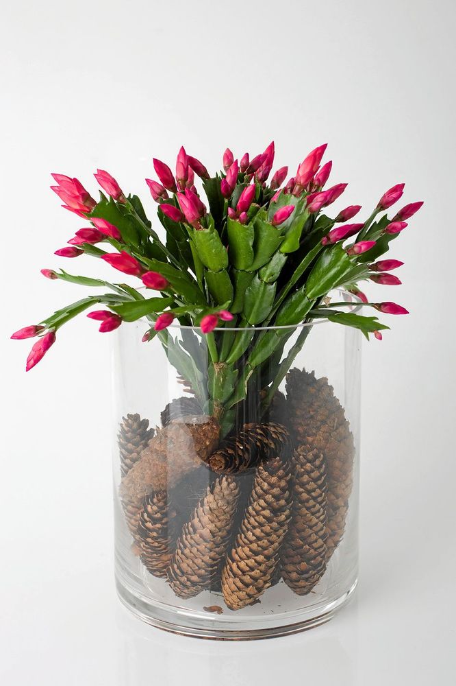 Första året är novemberkaktusen stramt rak i ryggen. Nästa år blir den lite svängigare.