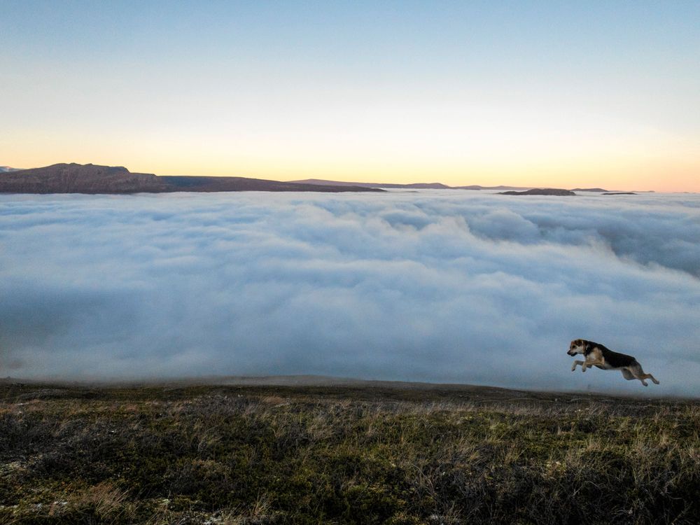 Flygande hund. Det här är Hasse, precis när husse lärt honom flyga. Mats Jacobsson, Vintrosa, tog bilden strax söder om Saltoluokta fjällstation några mil väster om Gällivare.
