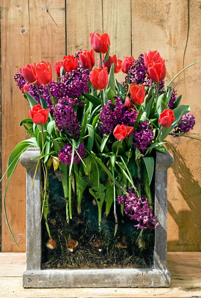Tulpanen ’Couleur Cardinal’ och hyacinten ’Woodstock’ är planterade på två nivåer i krukan. Foto: IBulb.
