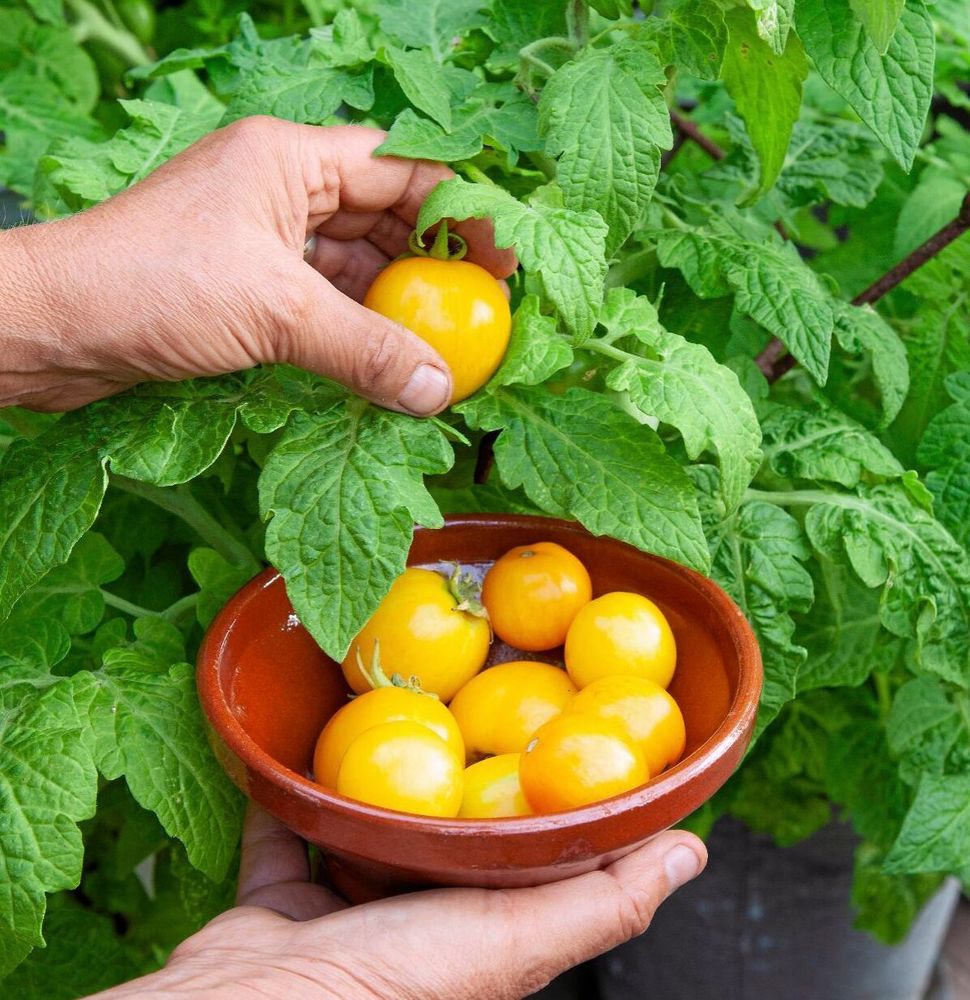’Tigerette Cherry’ är en lyckad "olycka". En mutation som blev en egen sort.