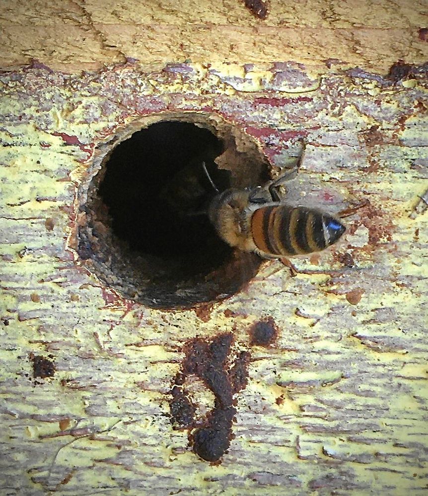 Hembygge. Styggt och stadigt men komfortabelt. Litet bi tar en titt.