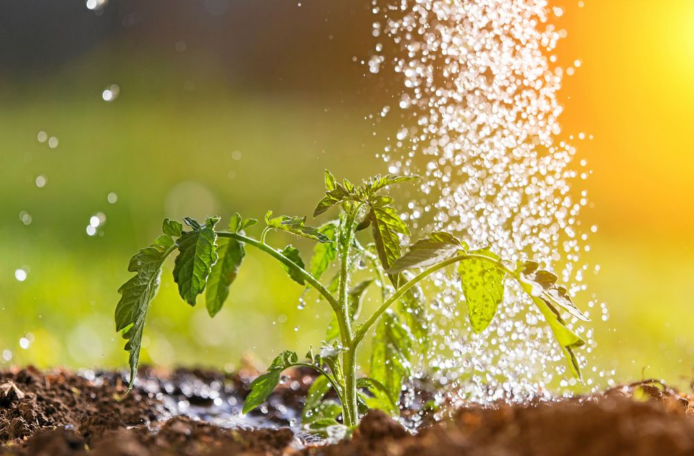 Vattna mer när plantan är liten, mindre när frukten växer till.