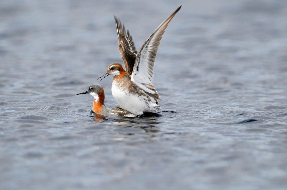 Parning på gång. Hanen av smalnäbbad simsnäppa ruvar sedan äggen och tar hand om ungarna.