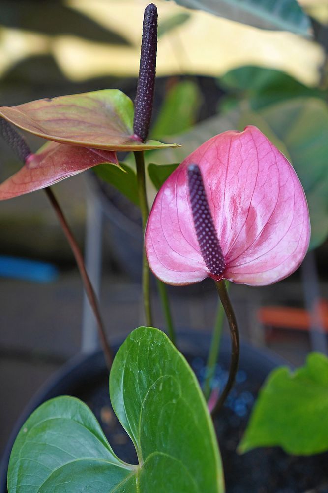 Flamingoblomman finns i allt från vitt till chokladbrunt. Den här stannar till precis i mitten.