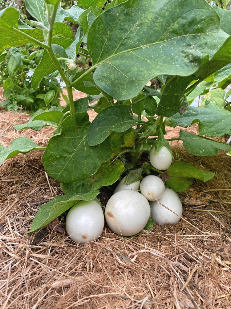 Nu förstår man varför aubergin även kallas äggplanta.