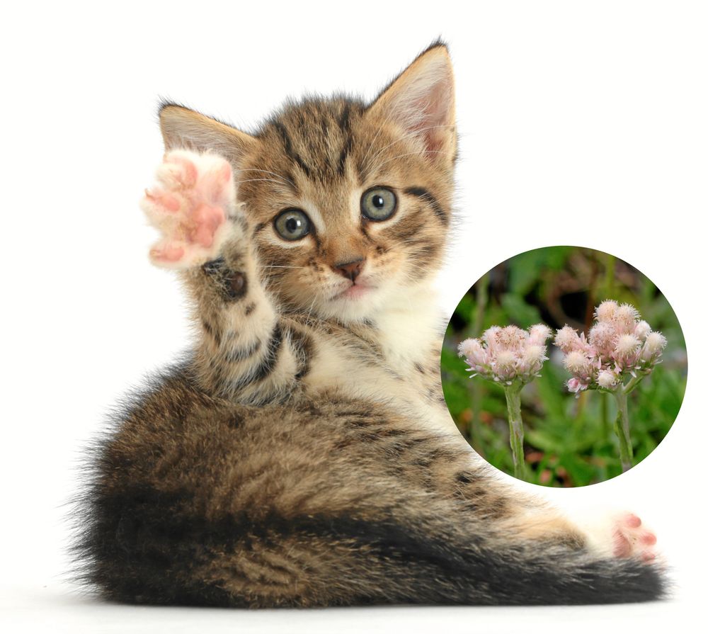 Visst syns det varför kattfoten heter som den gör. Foto: IBL