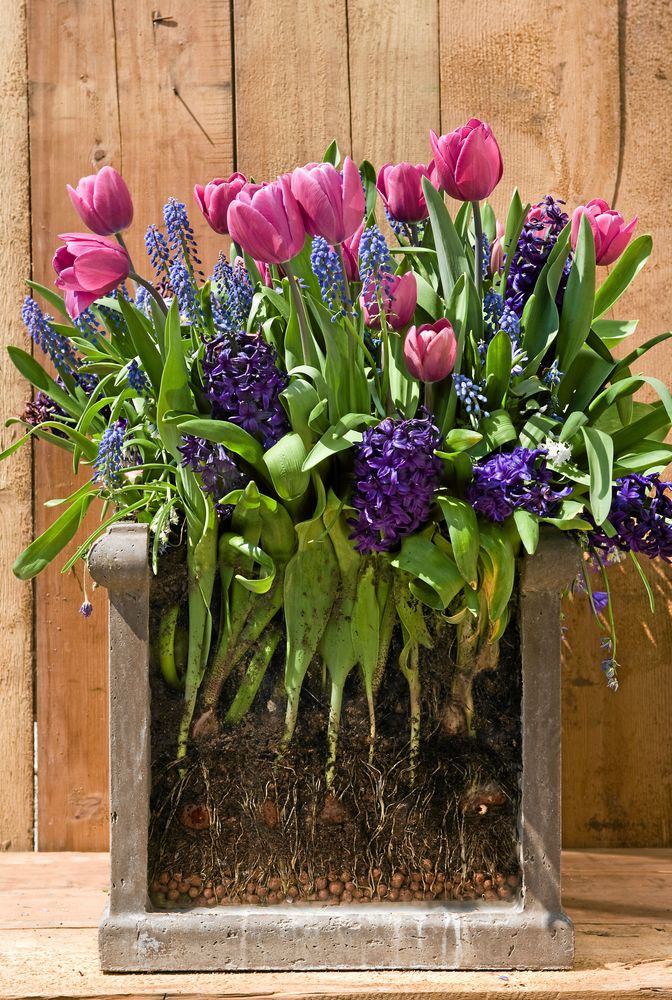 Lasagneodling i full blom. Foto: IBulb.