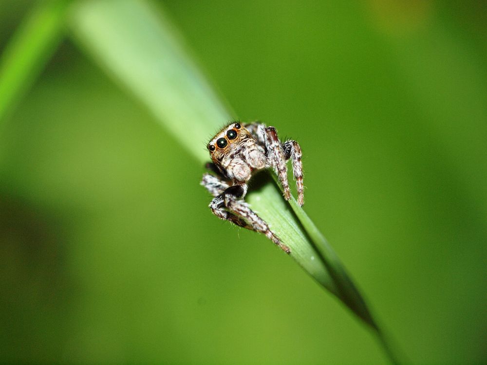 Hoppspindelns syn är mycket bra och dess speciella ögon skapar 360 graders synfält.