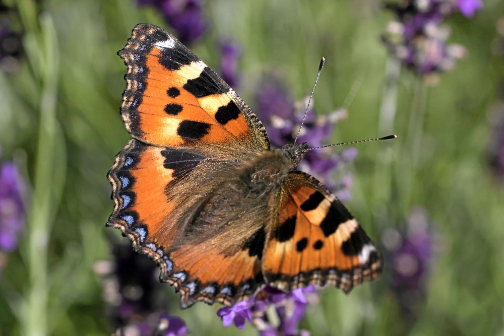 Nässelfjärilen har öron på mellankroppen.