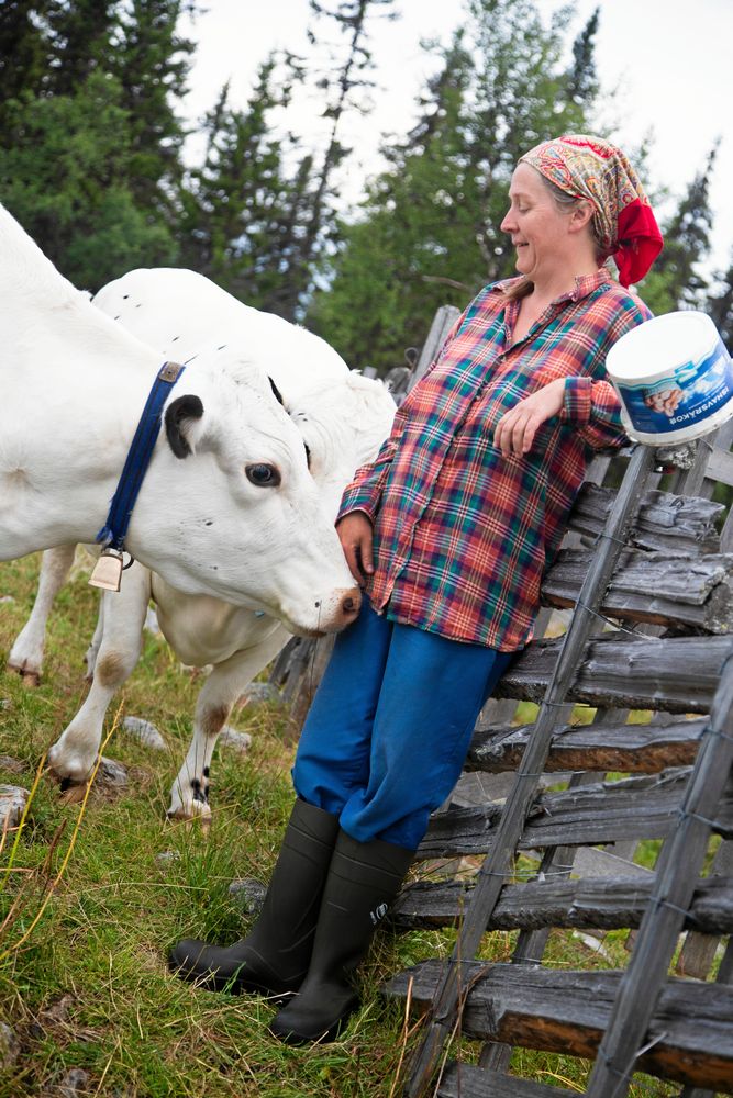 Lotta myser med en av sina fjällkor, Klara på fäboden. Kons öronmärken är små, syns inte bakom öronhåret. (Lotta fick dispens för mindre märken ).