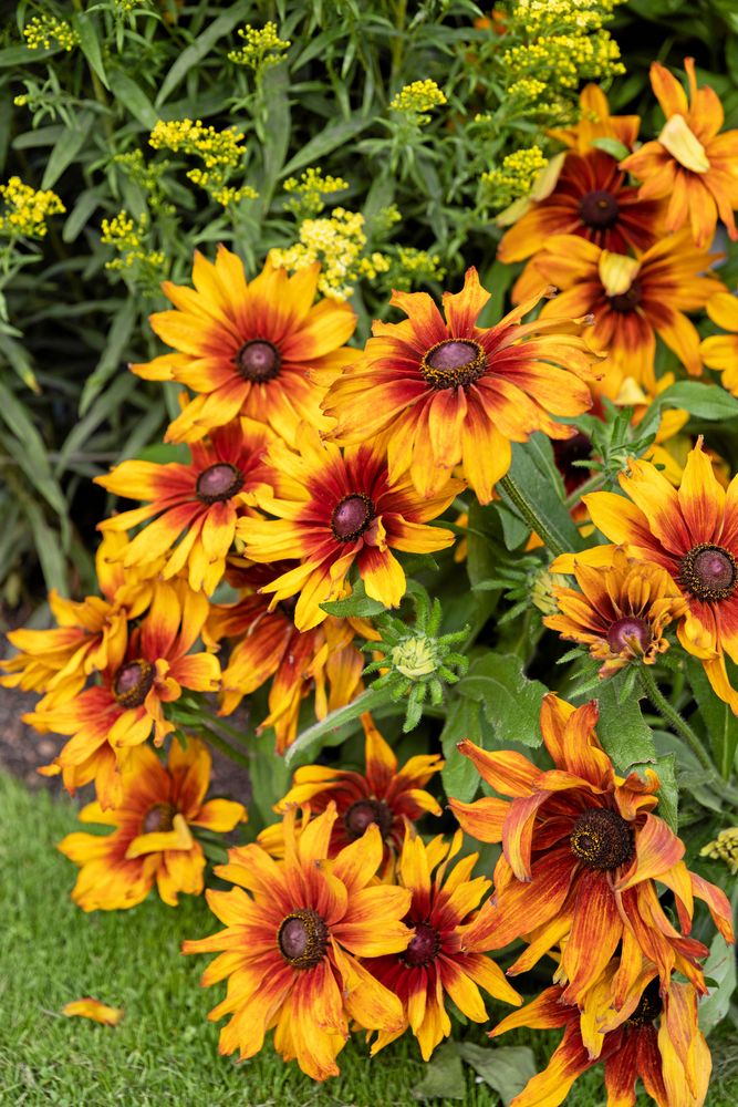 Den lågväxta sommarrudbeckian ’Cappuccino’ i varma toner sår du själv från frö i mars eller april och planterar ut för att kunna plocka i juni till oktober.
