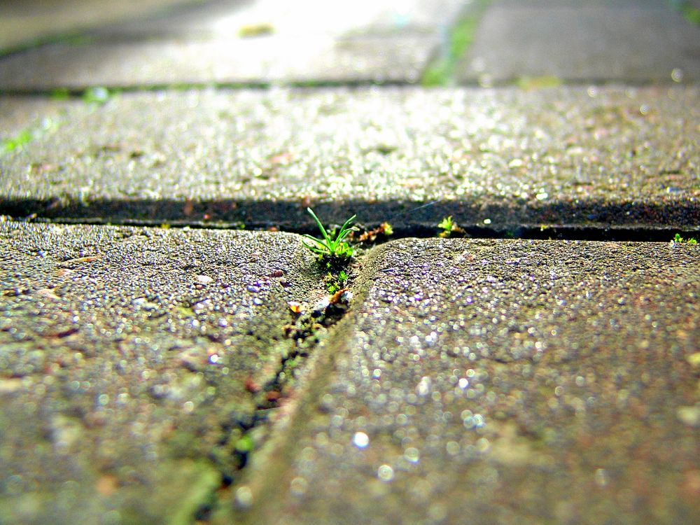 Greppa nu. Om några veckor killar den dig i knävecken.