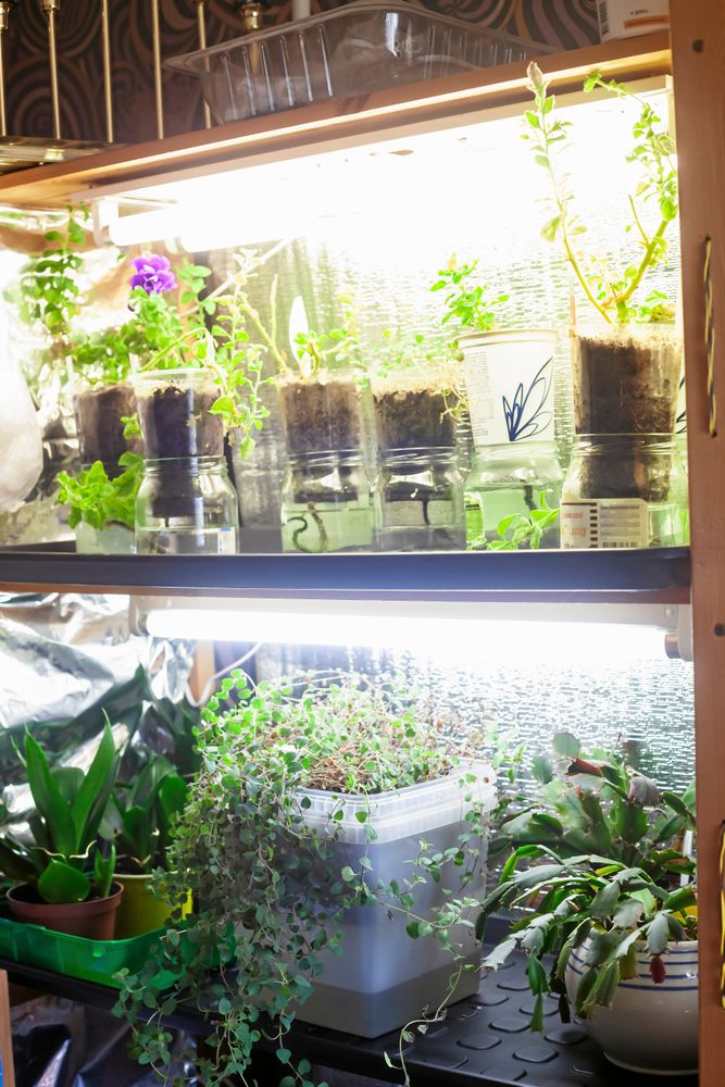 Ljuset från lysrören under hyllplanen dubbleras av den reflekterande ytan bakom.