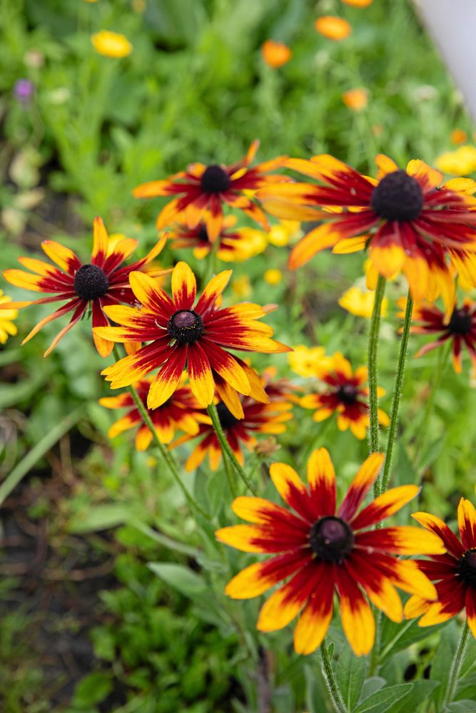 Tvåfärgad, högvuxen och robust äger sommarrudbeckian ’Herbstwald’ rabatten