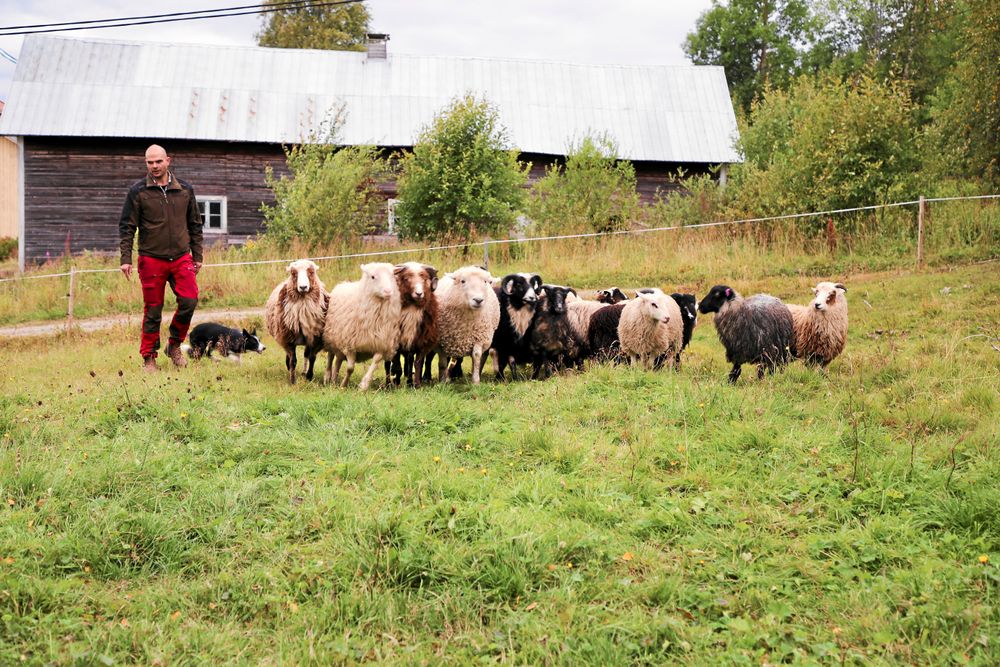 Grannarna bjuder på bete, utöver gårdens egna 20 hektar.