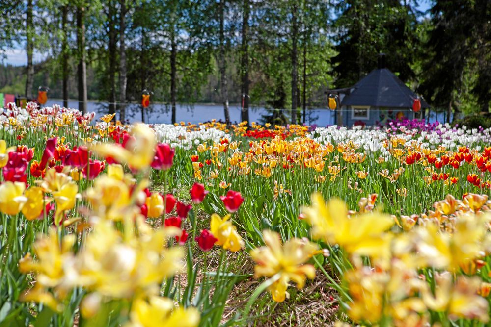 Blomsterhav! De vidsträckta odlingarna på gården är en mäktig och färggrann syn.