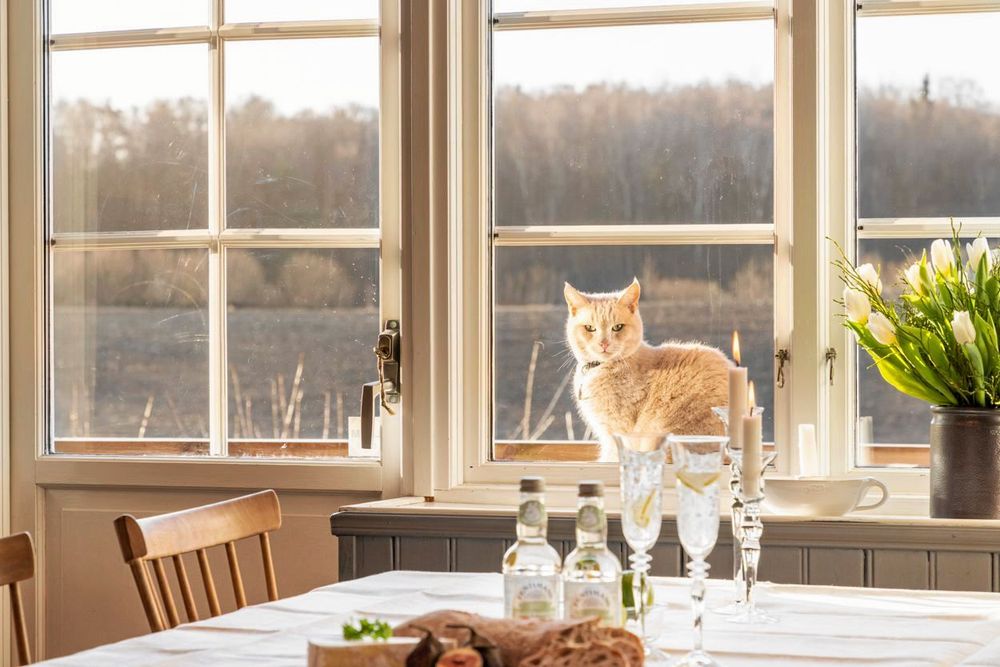 Här trivs djur minst lika bra som människor.