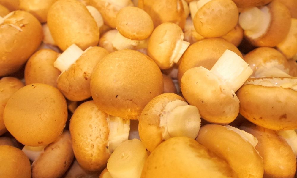 De bruna champinjonerna från Hulatorps champinjoner är mångas favoriter.