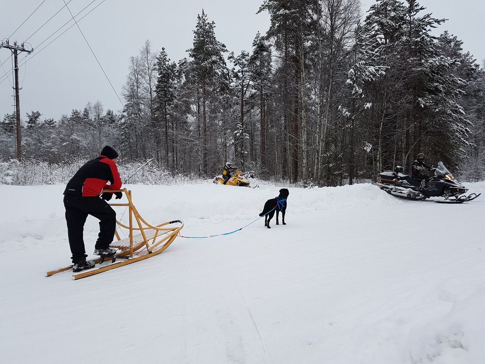 Varför inte ta ut hunden med släde? Det gör i alla fall Kerstin Molin i januari.