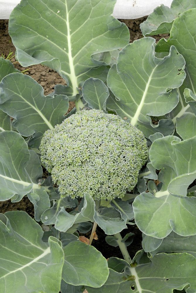 Testa tidiga broccolin ’Limba’.