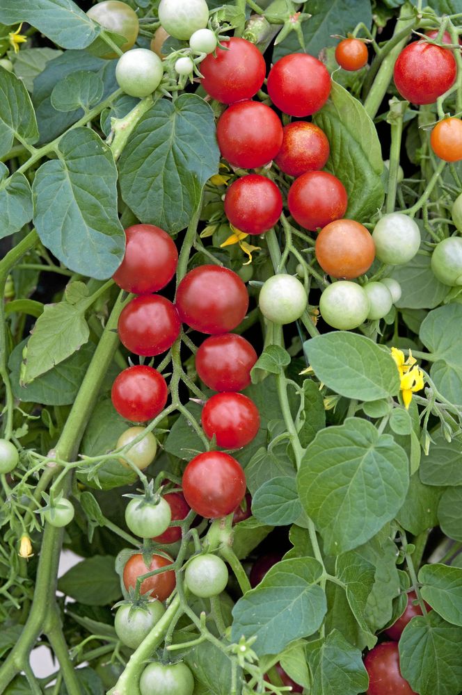 Körsbärstomat ’Micro Cherry’ växer bäst om rankorna får hänga från amplar eller höga krukor. Får mängder av små tomater med söt smak. Så inomhus i februari-april. .