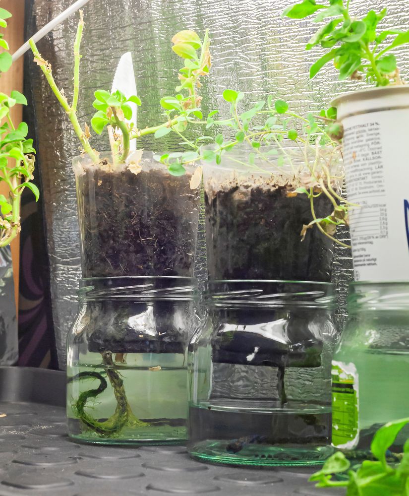 Ingen övervattning. En virkad snodd hjälper plantorna hämta det vatten de behöver.