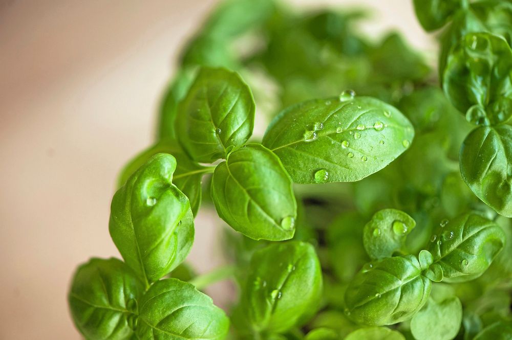 Värmeälskande basilika är som gjord för odling inne.