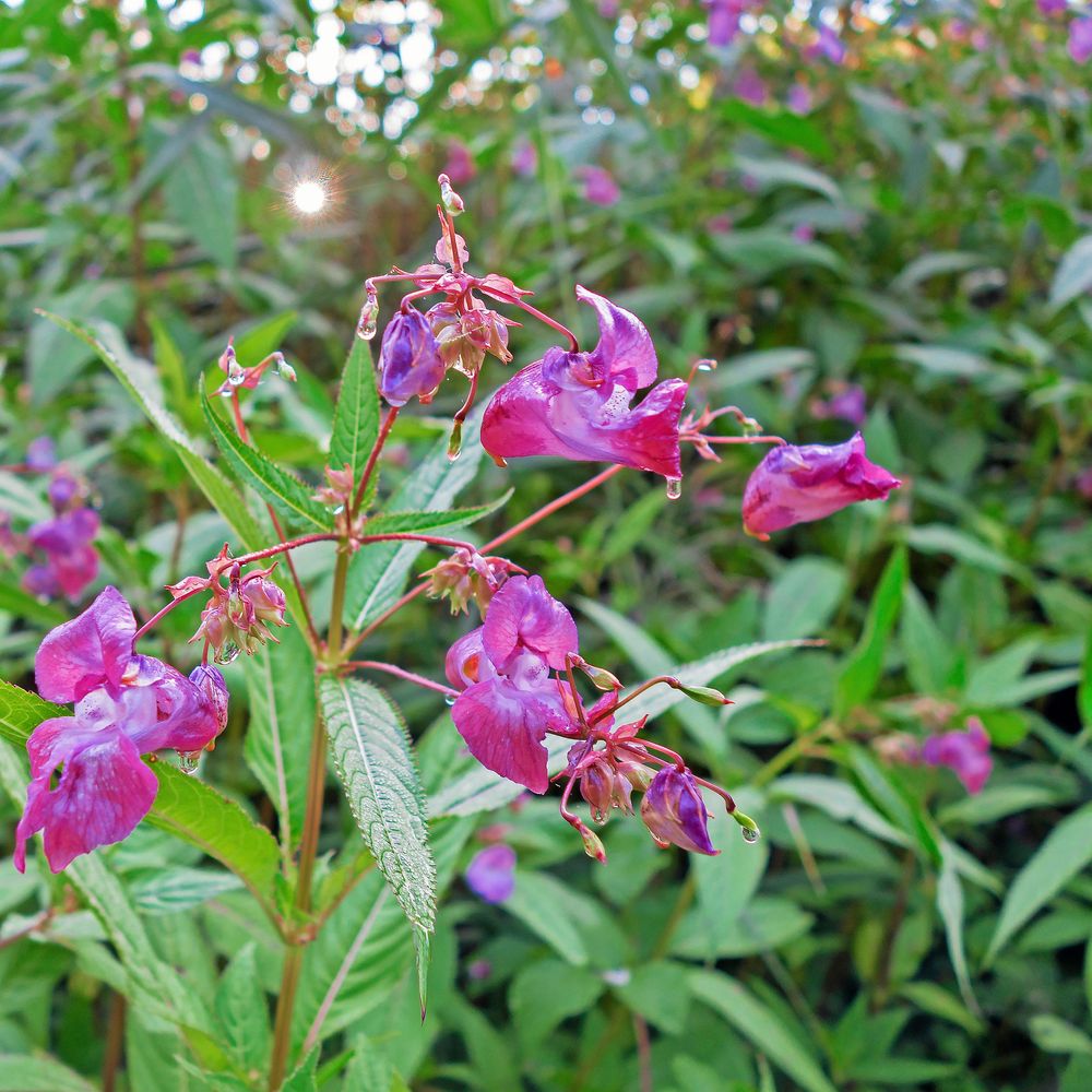 Högväxt och invasiv praktbalsamin.