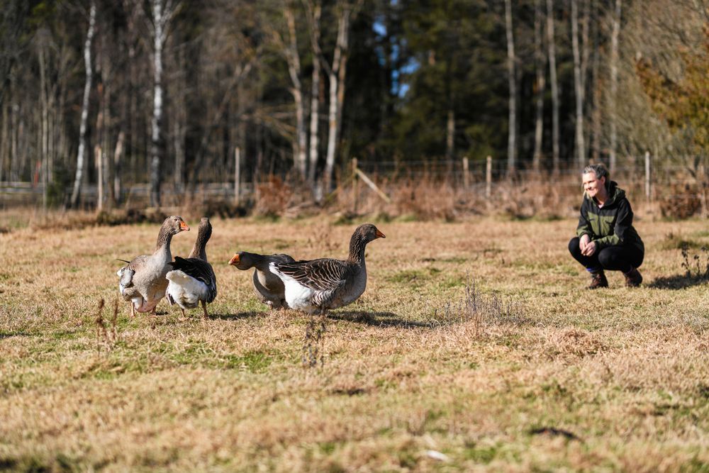 Flocken med franska lantrasgäss har både Sofia och besökarna glädje av att titta på!