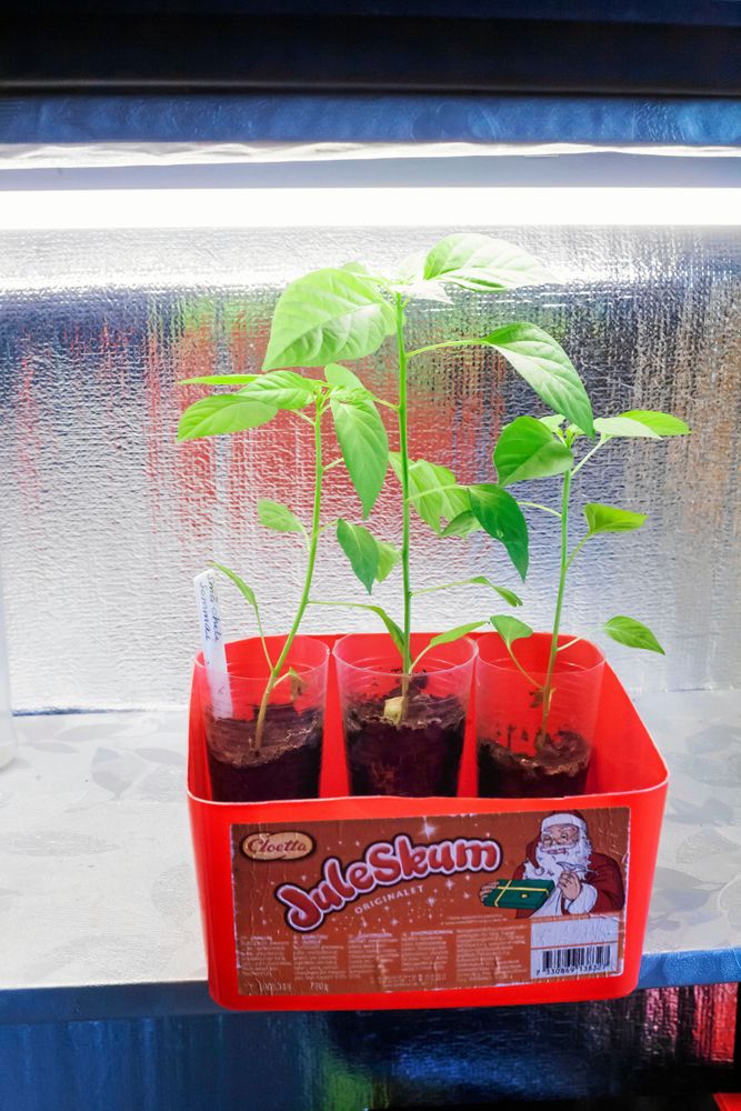 Chiliplantor behöver extra ljus för att övervintra.