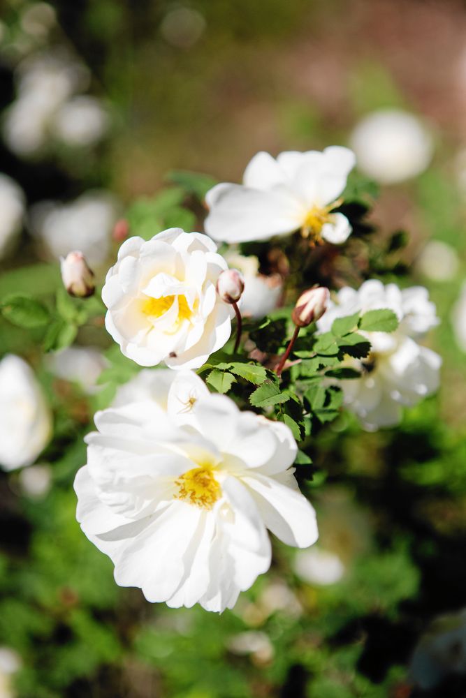 Doftande rosor som Elisabett ärvt av sin mamma och flyttat med till Dalarna.