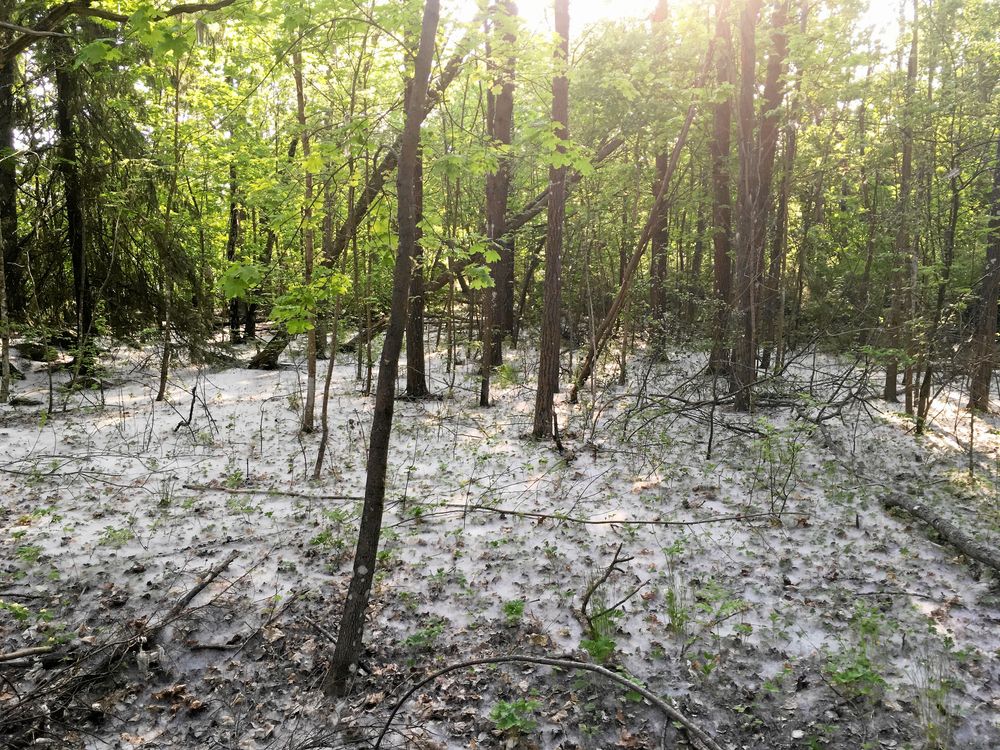 Kyrksjöns naturreservat i Stockholm.