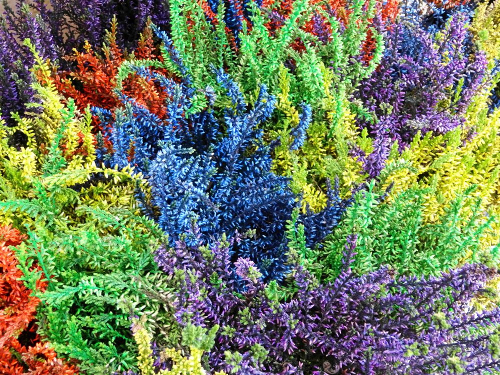 Nej, det är inte på riktigt. Höstljungen kan färgas på konstgjord väg.