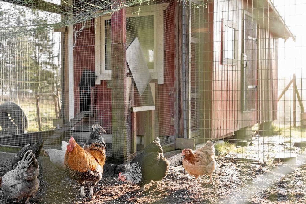 Här finns hönshus, stall och bra områden för hästar - både för bete och ritt.