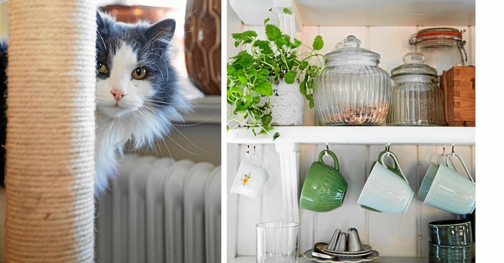 Katten Sixten kikar fram och inne i köket hänger kaffekoppar i finhyllan.