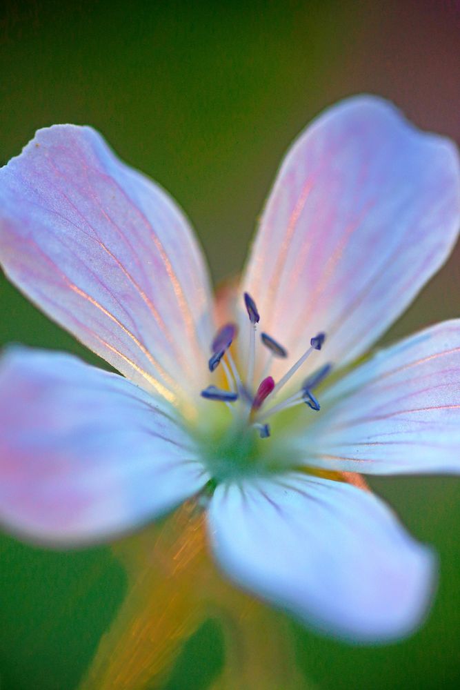 Vita midsommarblomster, vanligast i norra Sverige.