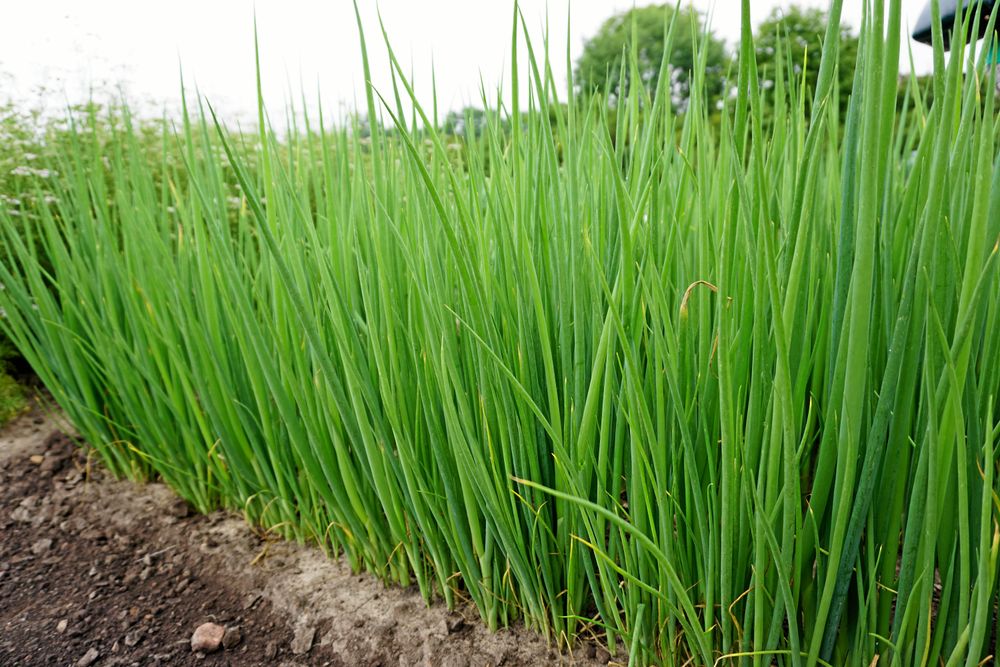 Piplök ’Strada’ är en lök som räcker länge.