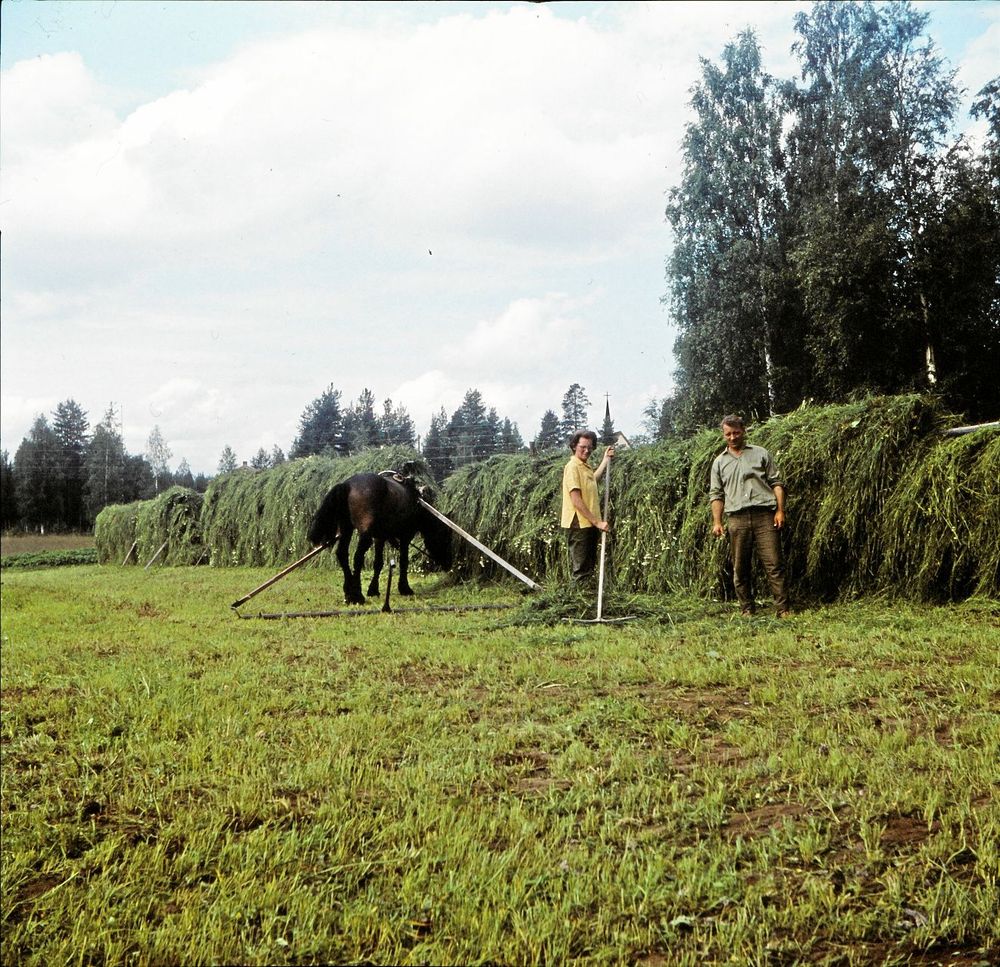 Foto som scannats in från en diabild. Maria Sundéns farmor och farfar som hässjar hö någon gång i slutet av 50-talet.