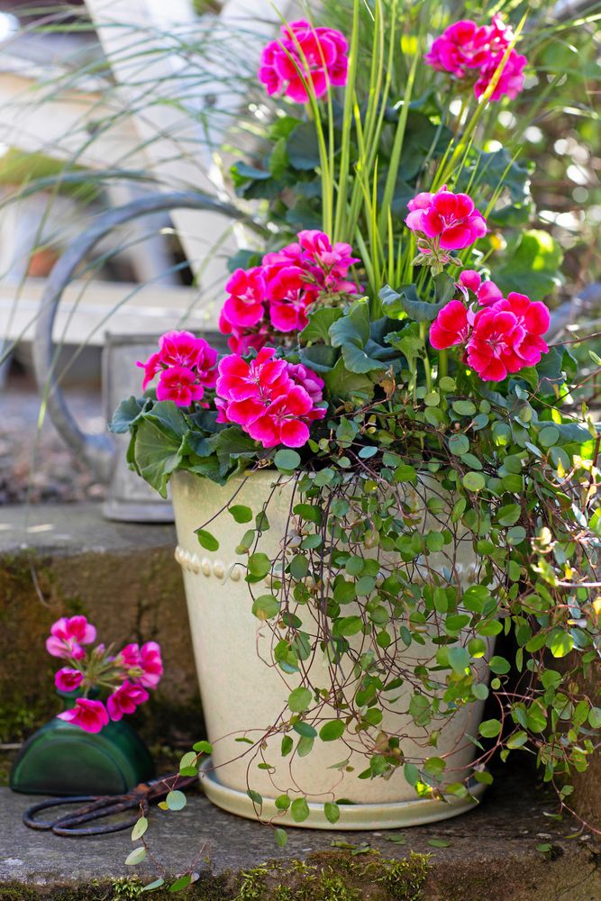 Perfekt ute. Årets pelargon 2020 tål regn.