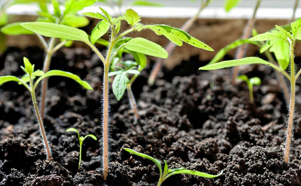 Små plantor vill ha mycket ljus.