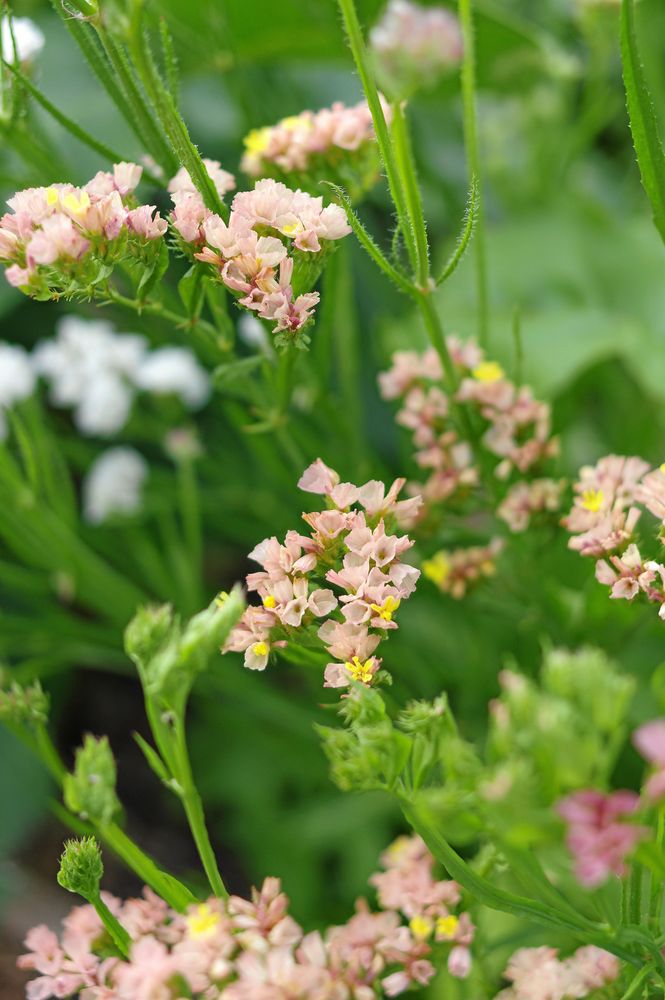 Blårisp 'Cutie Apricot' håller hela vintern.