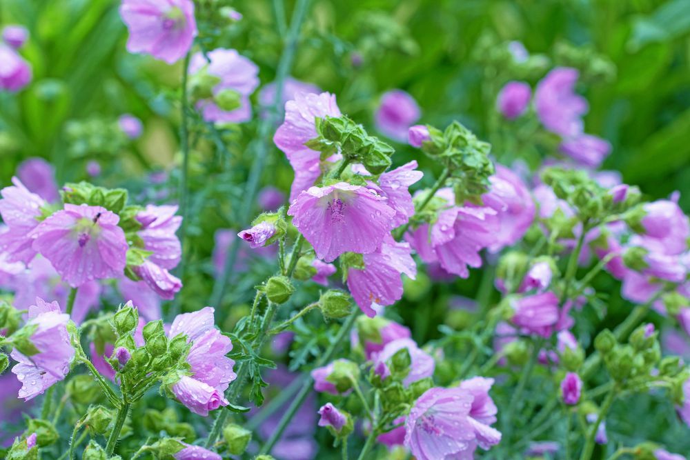 Myskmalvan blommar hela sommaren.