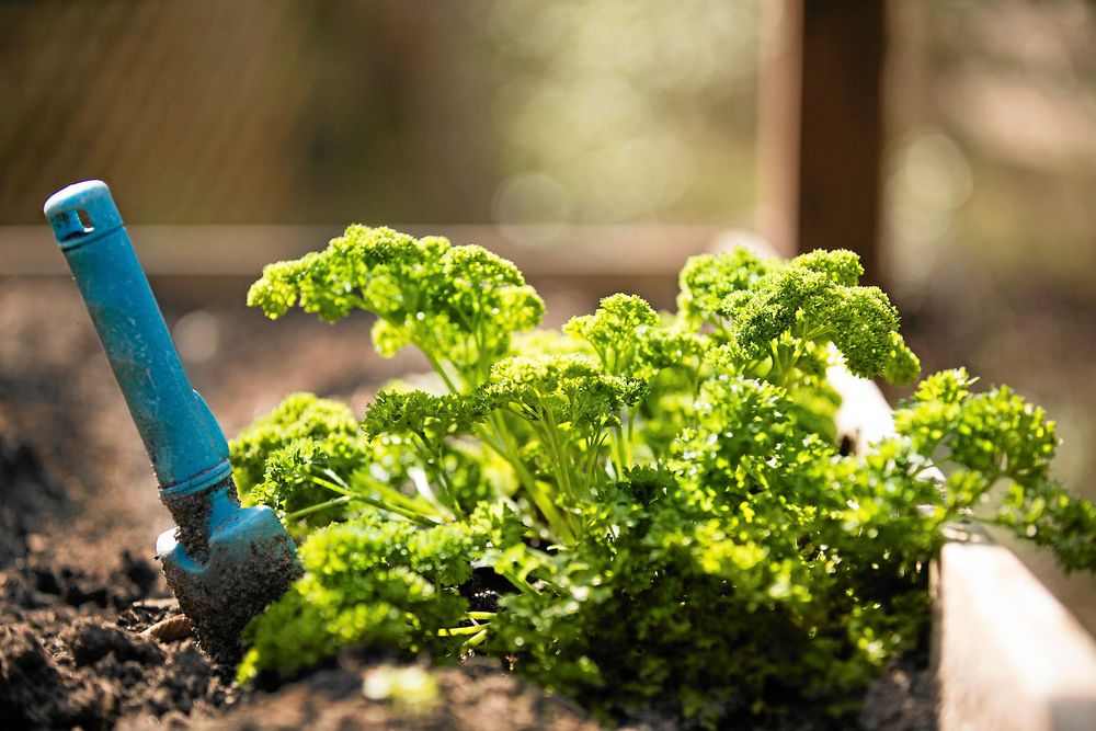 Kryddigt i krukan. Persilja tål en frostknäpp.